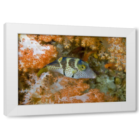 Indonesia, Papua, Raja Ampat Pufferfish White Modern Wood Framed Art Print by Shimlock, Jones