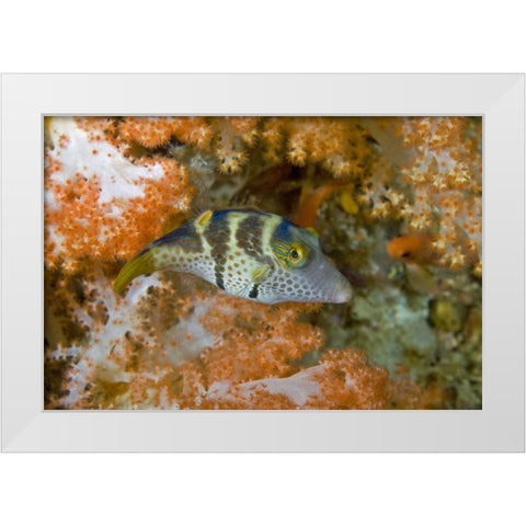 Indonesia, Papua, Raja Ampat Pufferfish White Modern Wood Framed Art Print by Shimlock, Jones