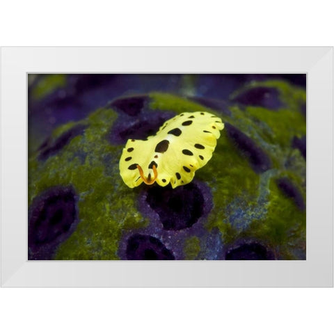 Indonesia, Papua Recently discovered flatworm White Modern Wood Framed Art Print by Shimlock, Jones