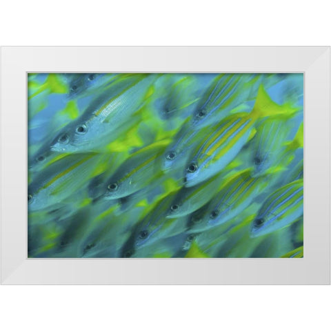 Indonesia, Papua, Raja Ampat Abstract Snapper White Modern Wood Framed Art Print by Shimlock, Jones