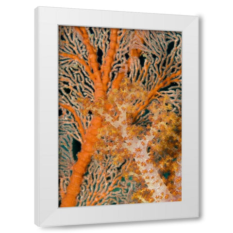 Indonesia, Papua Orange sea fan under tree coral White Modern Wood Framed Art Print by Shimlock, Jones