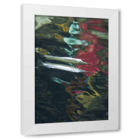 Indonesia, Papua Abstract of halfbeak fish White Modern Wood Framed Art Print by Shimlock, Jones