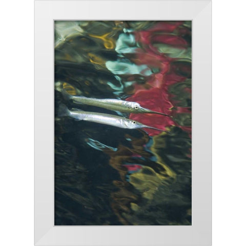 Indonesia, Papua Abstract of halfbeak fish White Modern Wood Framed Art Print by Shimlock, Jones