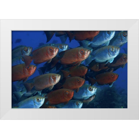 Indonesia, Papua Bigeye fish White Modern Wood Framed Art Print by Shimlock, Jones