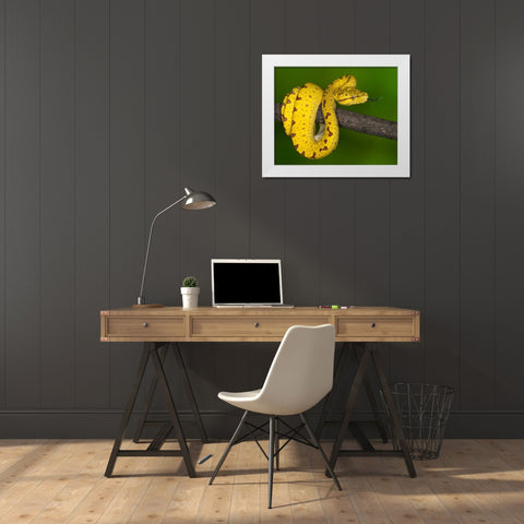 Indonesia Close-up of juvenile green tree python White Modern Wood Framed Art Print by Flaherty, Dennis