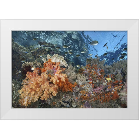 Indonesia, Raja Ampat Underwater fish and coral White Modern Wood Framed Art Print by Shimlock, Jones