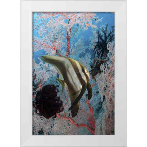 Indonesia, Papua, Raja Ampat Batfish and coral White Modern Wood Framed Art Print by Shimlock, Jones