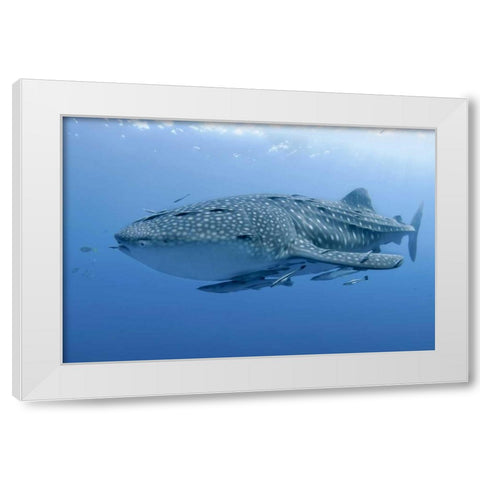 Indonesia, Papua Whale shark and remoras White Modern Wood Framed Art Print by Shimlock, Jones