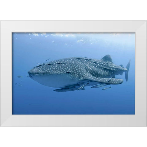Indonesia, Papua Whale shark and remoras White Modern Wood Framed Art Print by Shimlock, Jones