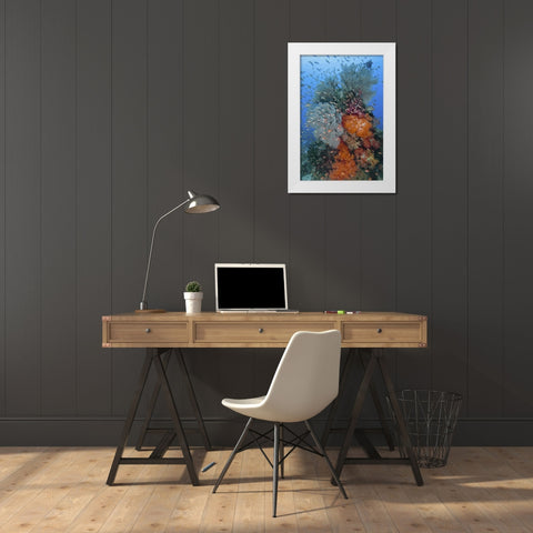 Indonesia, Komodo NP Underwater Fish and coral White Modern Wood Framed Art Print by Shimlock, Jones
