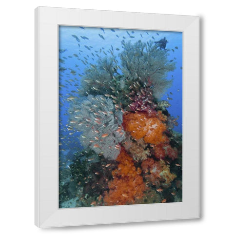 Indonesia, Komodo NP Underwater Fish and coral White Modern Wood Framed Art Print by Shimlock, Jones