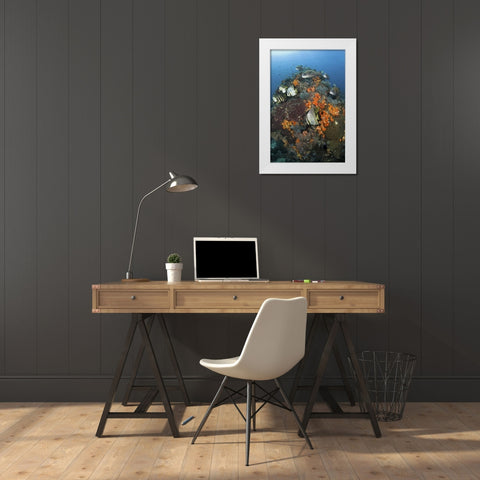 Indonesia, Komodo NP, Fish swim around coral White Modern Wood Framed Art Print by Shimlock, Jones