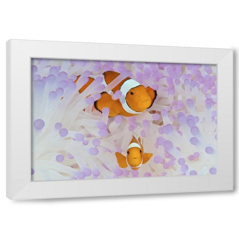 Indonesia, Papua Anemonefish in an anemone White Modern Wood Framed Art Print by Shimlock, Jones