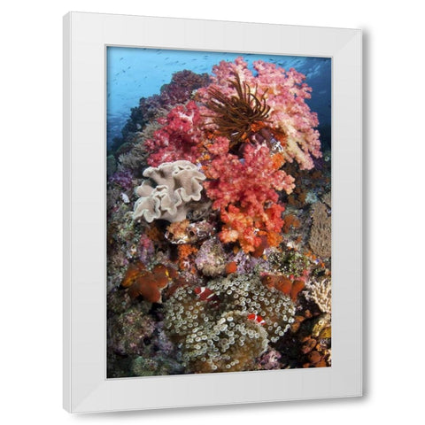Indonesia, Papua, SE Misool Fish and coral White Modern Wood Framed Art Print by Shimlock, Jones