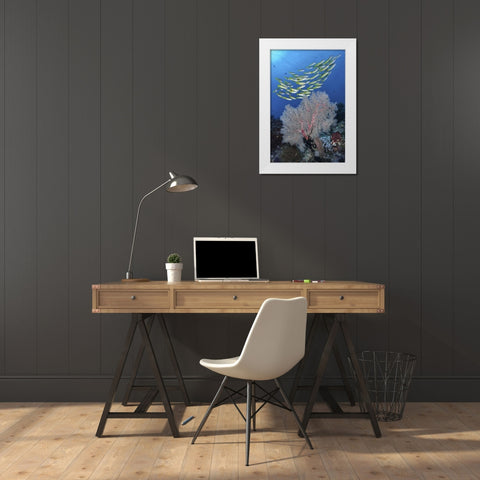 Indonesia, Papua, SE Misool Fish and coral White Modern Wood Framed Art Print by Shimlock, Jones