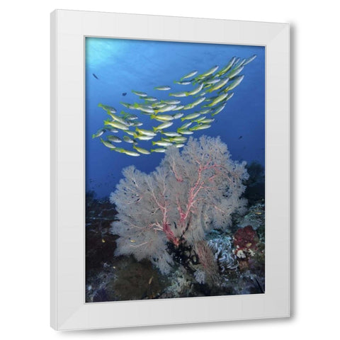 Indonesia, Papua, SE Misool Fish and coral White Modern Wood Framed Art Print by Shimlock, Jones