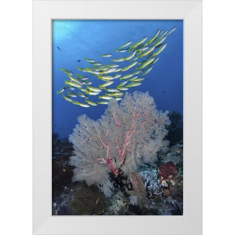 Indonesia, Papua, SE Misool Fish and coral White Modern Wood Framed Art Print by Shimlock, Jones