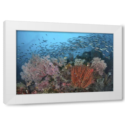 Indonesia, Papua, SE Misool Fish and coral White Modern Wood Framed Art Print by Shimlock, Jones