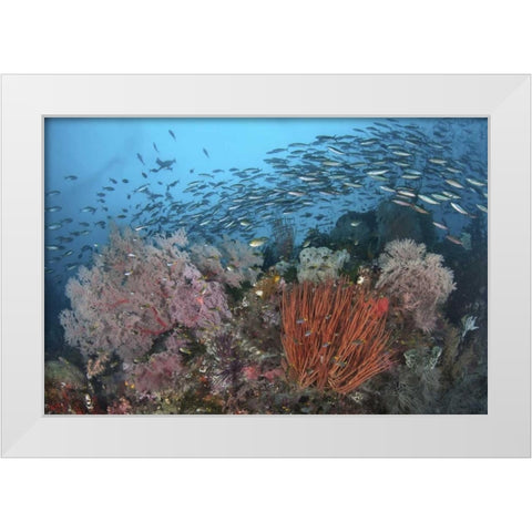 Indonesia, Papua, SE Misool Fish and coral White Modern Wood Framed Art Print by Shimlock, Jones