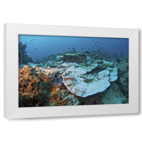 Indonesia, Papua, Raja Ampat Damaged reef White Modern Wood Framed Art Print by Shimlock, Jones