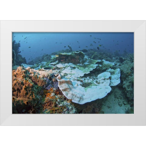 Indonesia, Papua, Raja Ampat Damaged reef White Modern Wood Framed Art Print by Shimlock, Jones