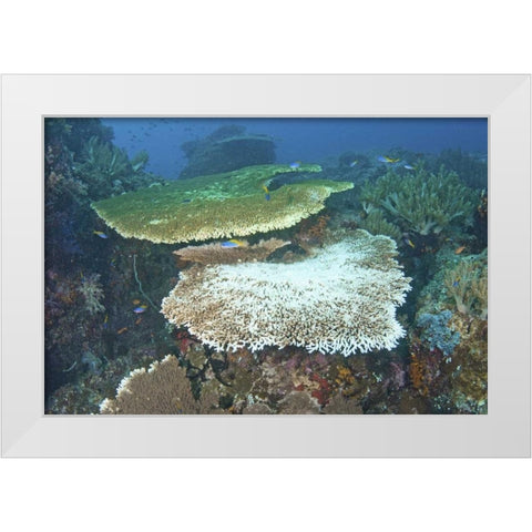 Indonesia, Papua, Raja Ampat Damaged reef White Modern Wood Framed Art Print by Shimlock, Jones