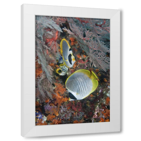 Indonesia, Raja Ampat Underwater fish and coral White Modern Wood Framed Art Print by Shimlock, Jones