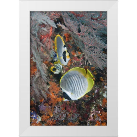 Indonesia, Raja Ampat Underwater fish and coral White Modern Wood Framed Art Print by Shimlock, Jones