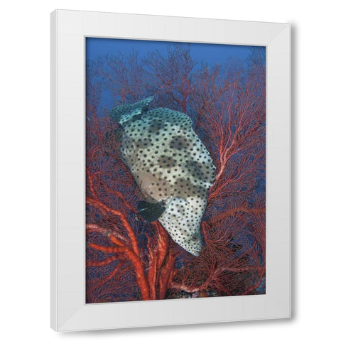 Indonesia, Raja Ampat Underwater fish and coral White Modern Wood Framed Art Print by Shimlock, Jones