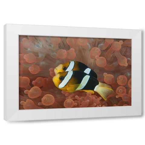 Indonesia, Papua Anemonefish in an anemone White Modern Wood Framed Art Print by Shimlock, Jones