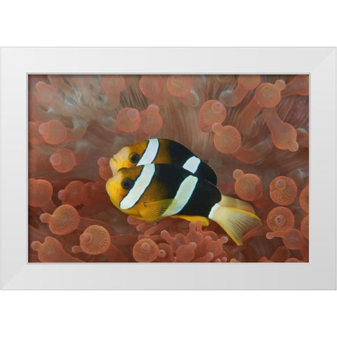 Indonesia, Papua Anemonefish in an anemone White Modern Wood Framed Art Print by Shimlock, Jones