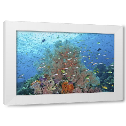 Indonesia, Raja Ampat Underwater fish and coral White Modern Wood Framed Art Print by Shimlock, Jones