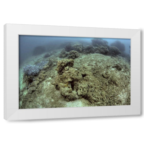 Indonesia, Papua, Raja Ampat Damaged reef White Modern Wood Framed Art Print by Shimlock, Jones