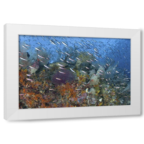 Indonesia, Raja Ampat Underwater fish and coral White Modern Wood Framed Art Print by Shimlock, Jones