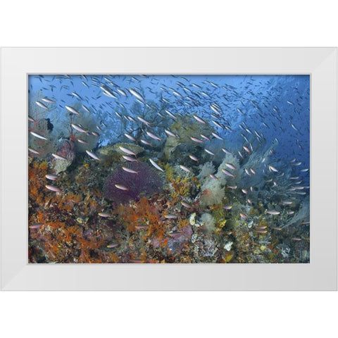 Indonesia, Raja Ampat Underwater fish and coral White Modern Wood Framed Art Print by Shimlock, Jones