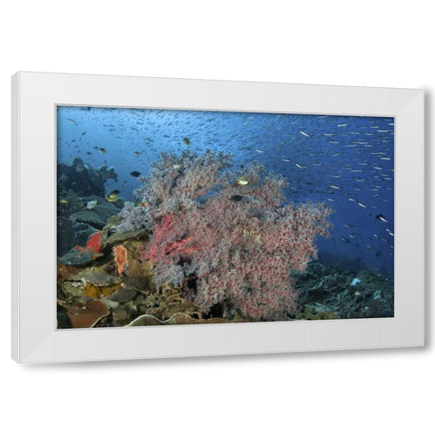 Indonesia, Raja Ampat Underwater fish and coral White Modern Wood Framed Art Print by Shimlock, Jones