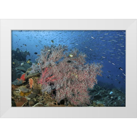 Indonesia, Raja Ampat Underwater fish and coral White Modern Wood Framed Art Print by Shimlock, Jones