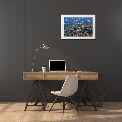 Indonesia, Raja Ampat Underwater fish and coral White Modern Wood Framed Art Print by Shimlock, Jones
