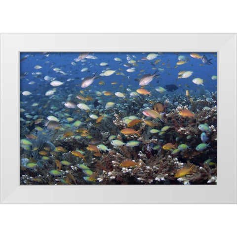 Indonesia, Raja Ampat Underwater fish and coral White Modern Wood Framed Art Print by Shimlock, Jones