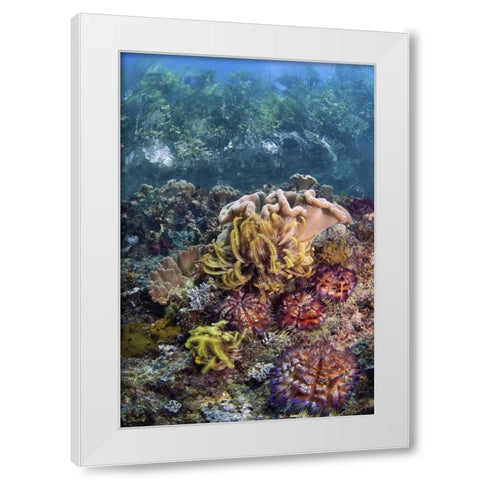 Indonesia, Raja Ampat Underwater fish and coral White Modern Wood Framed Art Print by Shimlock, Jones
