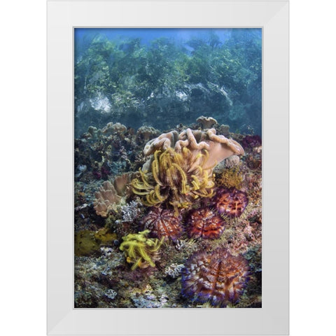 Indonesia, Raja Ampat Underwater fish and coral White Modern Wood Framed Art Print by Shimlock, Jones