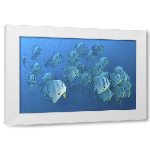 Indonesia, Papua, Raja Ampat Schooling batfish White Modern Wood Framed Art Print by Shimlock, Jones