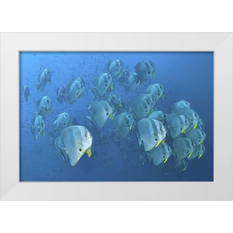 Indonesia, Papua, Raja Ampat Schooling batfish White Modern Wood Framed Art Print by Shimlock, Jones