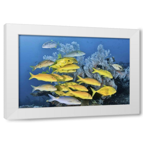 Indonesia, Raja Ampat Underwater fish and coral White Modern Wood Framed Art Print by Shimlock, Jones