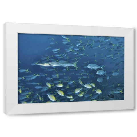 Indonesia, Papua, Raja Ampat Schooling fish White Modern Wood Framed Art Print by Shimlock, Jones