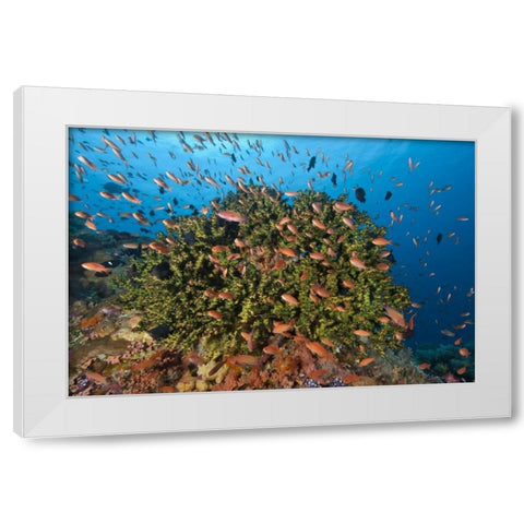 Indonesia, Komodo NP Fish and hard coral White Modern Wood Framed Art Print by Shimlock, Jones