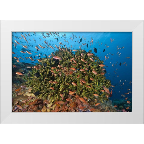 Indonesia, Komodo NP Fish and hard coral White Modern Wood Framed Art Print by Shimlock, Jones