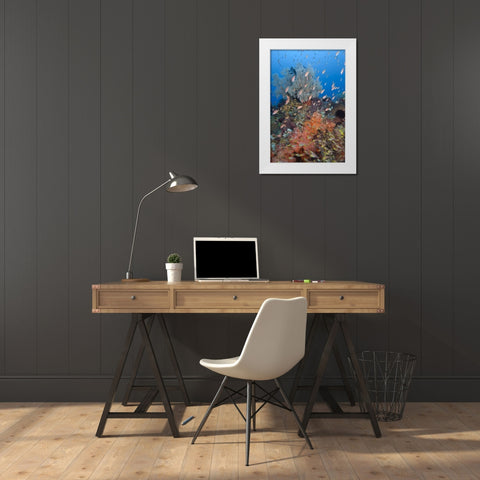 Indonesia, Komodo NP Underwater Fish and coral White Modern Wood Framed Art Print by Shimlock, Jones