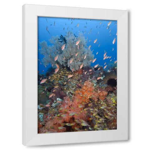 Indonesia, Komodo NP Underwater Fish and coral White Modern Wood Framed Art Print by Shimlock, Jones