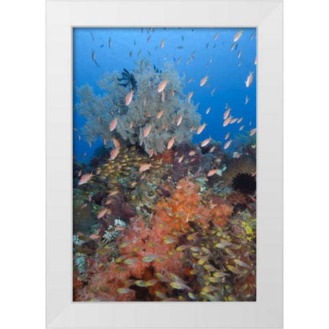 Indonesia, Komodo NP Underwater Fish and coral White Modern Wood Framed Art Print by Shimlock, Jones